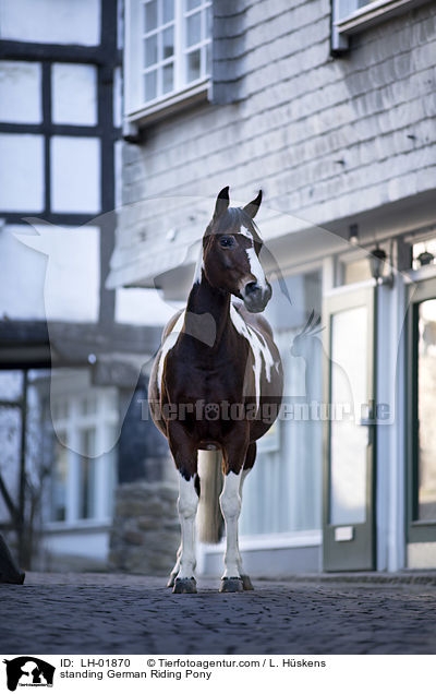 standing German Riding Pony / LH-01870