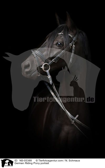 Deutsches Reitpony Portait / German Riding Pony portrait / NS-05388