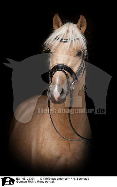 Deutsches Reitpony Portait / German Riding Pony portrait / NS-05391