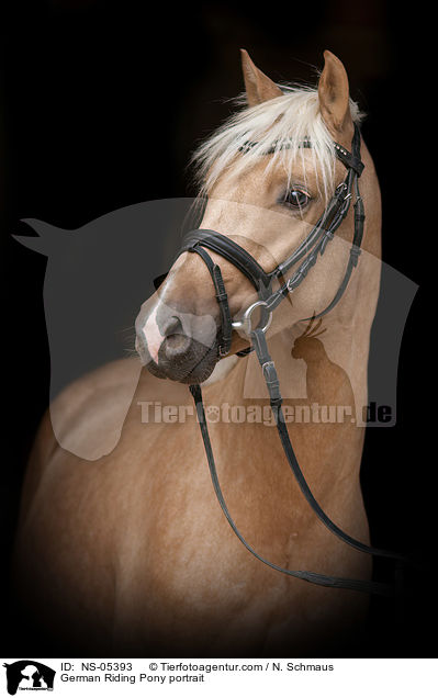 Deutsches Reitpony Portait / German Riding Pony portrait / NS-05393