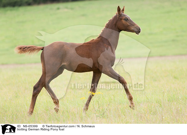 trotting German Riding Pony foal / NS-05399