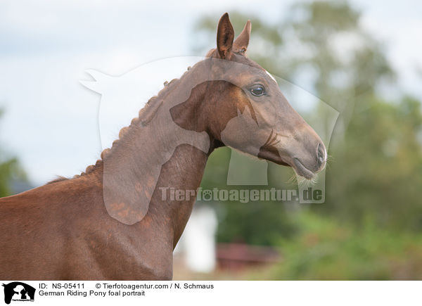 German Riding Pony foal portrait / NS-05411