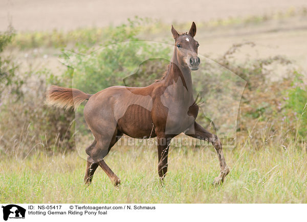 trtotting German Riding Pony foal / NS-05417