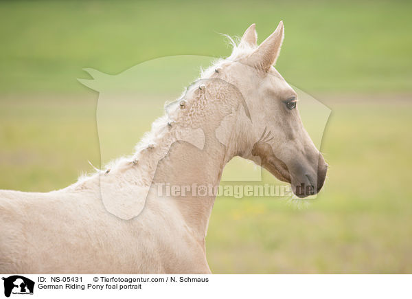 German Riding Pony foal portrait / NS-05431
