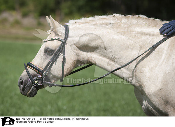 German Riding Pony portrait / NS-06136