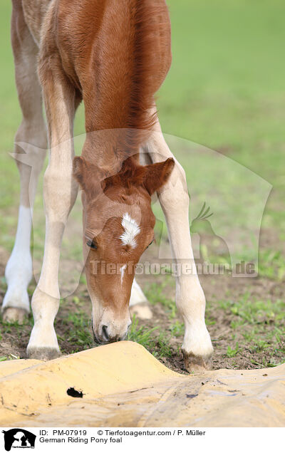 Deutsches Reitpony Fohlen / German Riding Pony foal / PM-07919