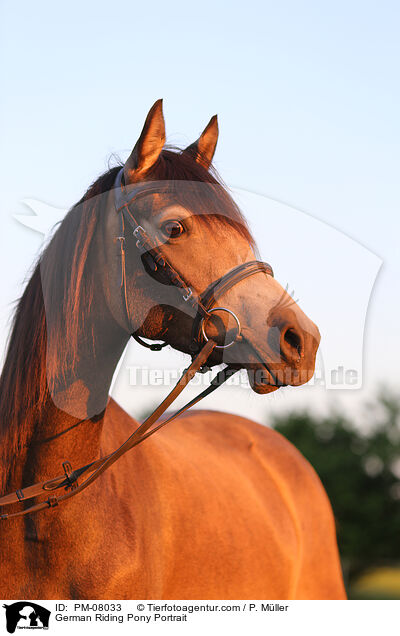 German Riding Pony Portrait / PM-08033
