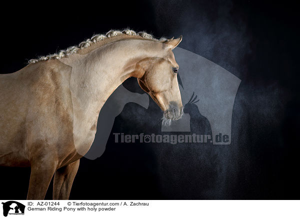 German Riding Pony with holy powder / AZ-01244