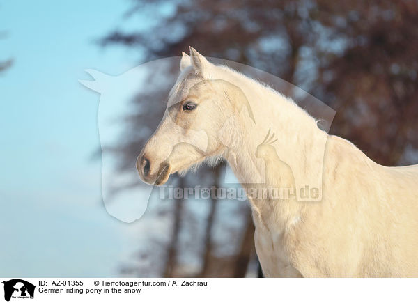 German riding pony in the snow / AZ-01355