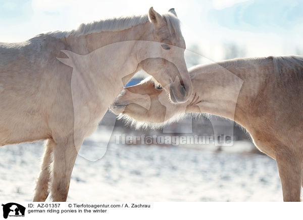 german riding ponies in the winter / AZ-01357