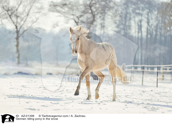 German riding pony in the snow / AZ-01396