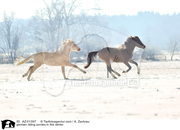 german riding ponies in the winter / AZ-01397