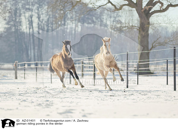 german riding ponies in the winter / AZ-01401