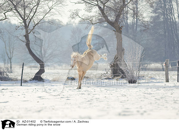 German riding pony in the snow / AZ-01402