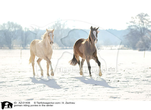 german riding ponies in the winter / AZ-01406