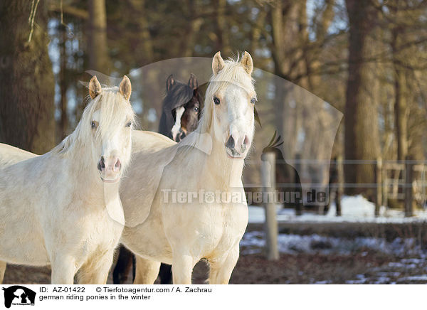 german riding ponies in the winter / AZ-01422