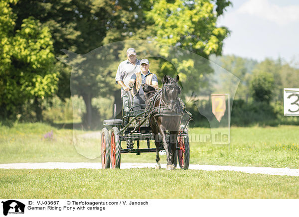 German Riding Pony with carriage / VJ-03657