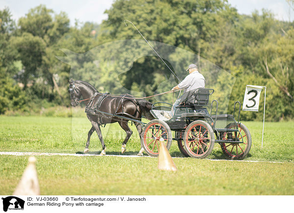 German Riding Pony with carriage / VJ-03660