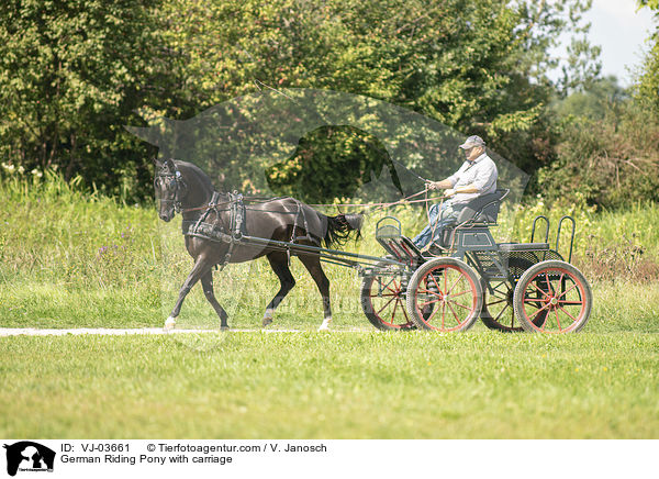 German Riding Pony with carriage / VJ-03661