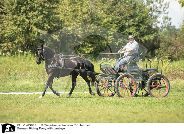 German Riding Pony with carriage / VJ-03668