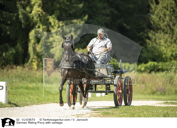 German Riding Pony with carriage / VJ-03670