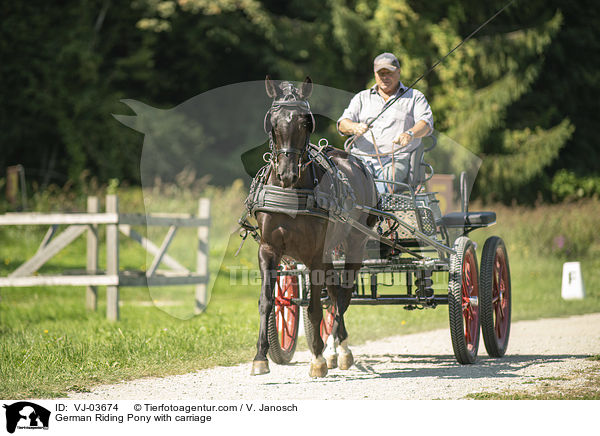 German Riding Pony with carriage / VJ-03674