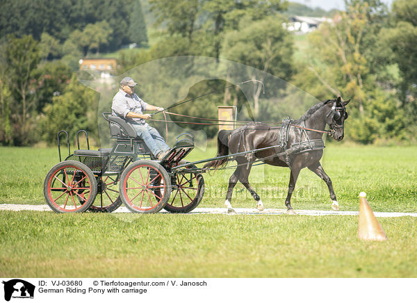 German Riding Pony with carriage / VJ-03680