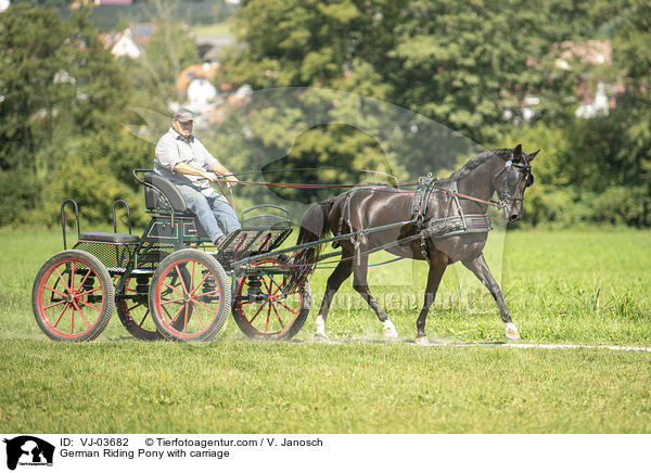 German Riding Pony with carriage / VJ-03682