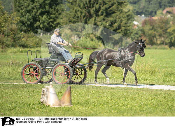 German Riding Pony with carriage / VJ-03683
