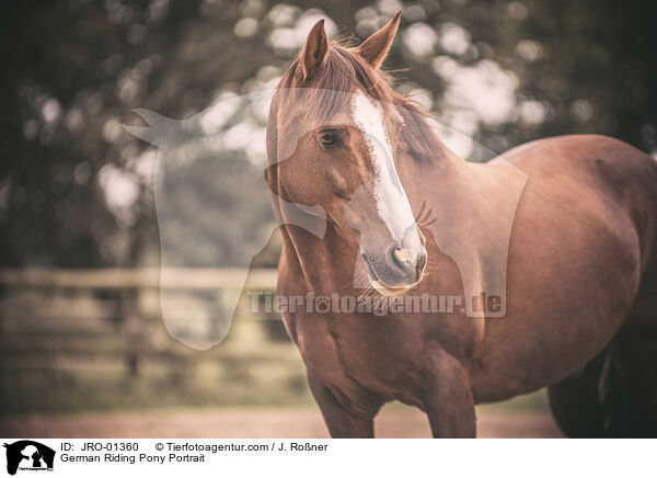 Deutsches Reitpony Portrait / German Riding Pony Portrait / JRO-01360