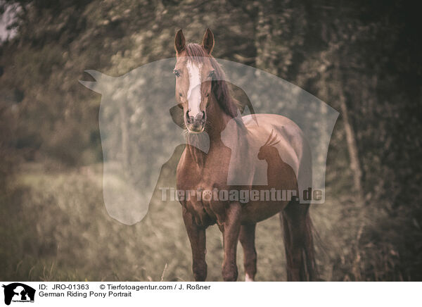 Deutsches Reitpony Portrait / German Riding Pony Portrait / JRO-01363