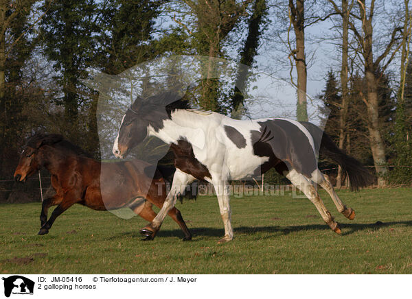 2 galloping horses / JM-05416