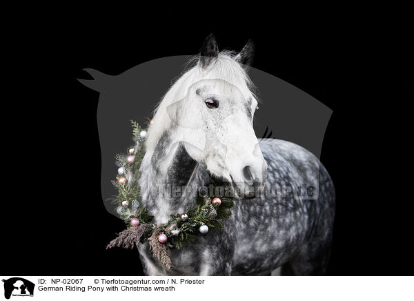 German Riding Pony with Christmas wreath / NP-02067
