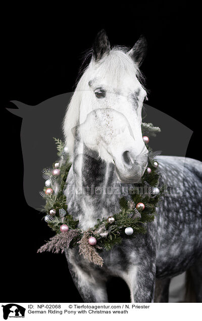 German Riding Pony with Christmas wreath / NP-02068