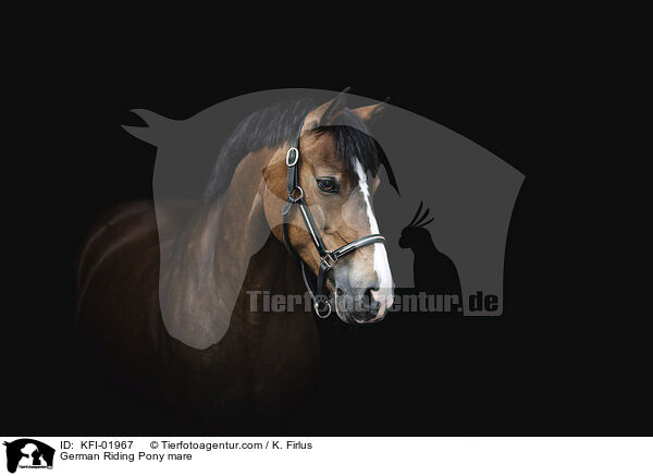 German Riding Pony mare / KFI-01967