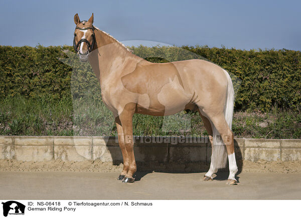 German Riding Pony / NS-06418