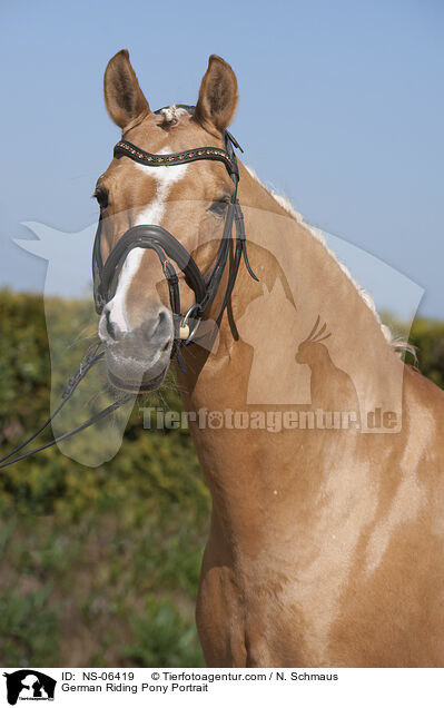 German Riding Pony Portrait / NS-06419