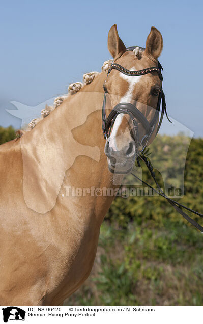 German Riding Pony Portrait / NS-06420