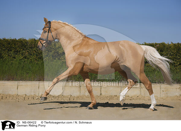 German Riding Pony / NS-06422