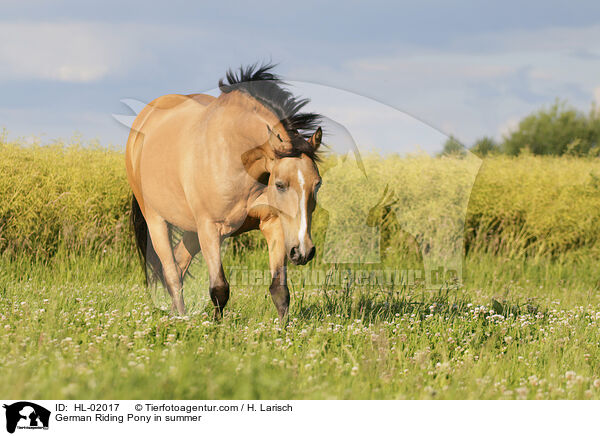 German Riding Pony in summer / HL-02017