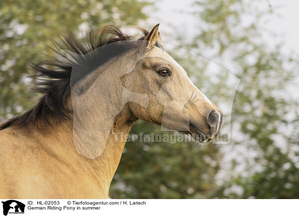 German Riding Pony in summer / HL-02053