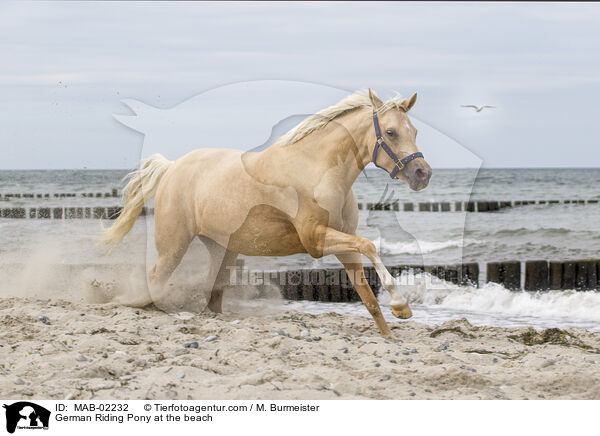 German Riding Pony at the beach / MAB-02232