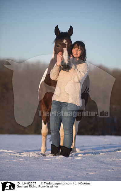 German Riding Pony in winter / LH-02557