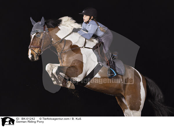 German Riding Pony / BK-01242
