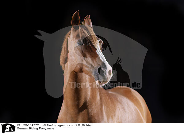 German Riding Pony mare / RR-104772