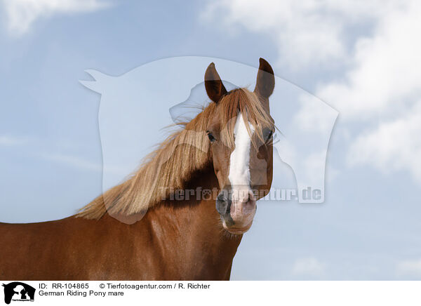 German Riding Pony mare / RR-104865