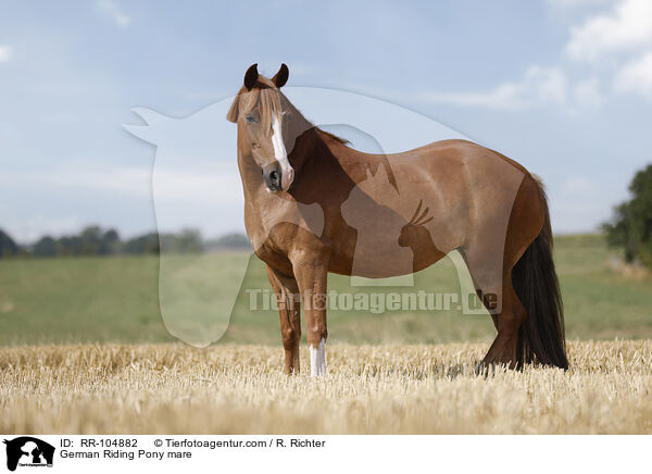 German Riding Pony mare / RR-104882