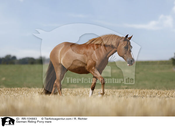 German Riding Pony mare / RR-104883