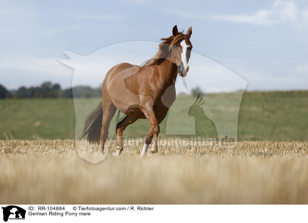 German Riding Pony mare / RR-104884