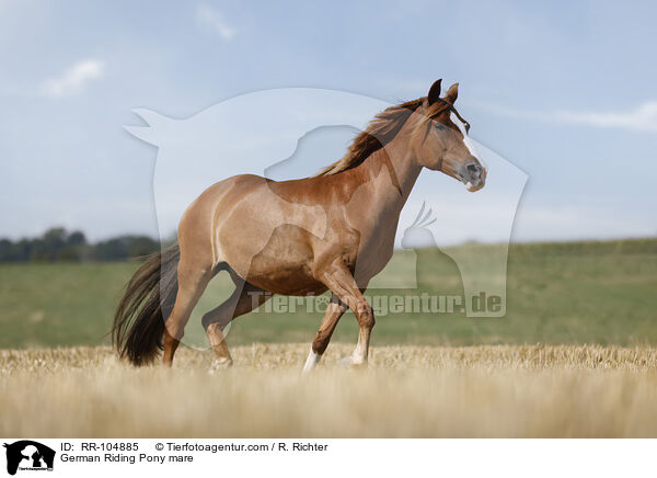 German Riding Pony mare / RR-104885